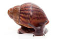 Achatina achatin achatina Ghana typ 1a x 2 juvenil